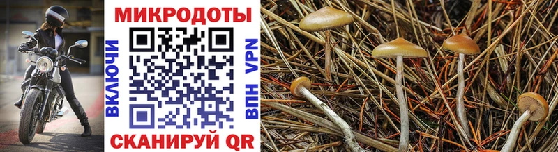 Псилоцибиновые грибы прущие грибы  Гуково 